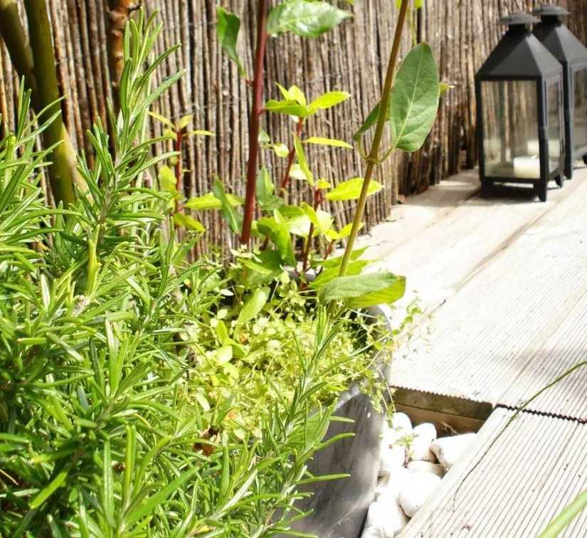 Végétalisation d'un toit-terrasse par un architece paysagiste en Loire Atlantique